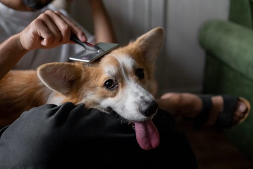 dog brush