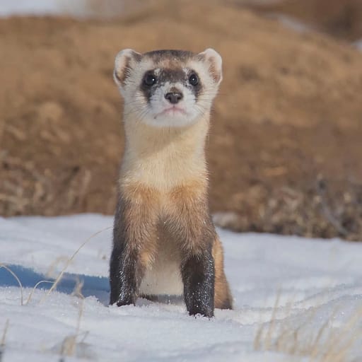 are ferrets rodents