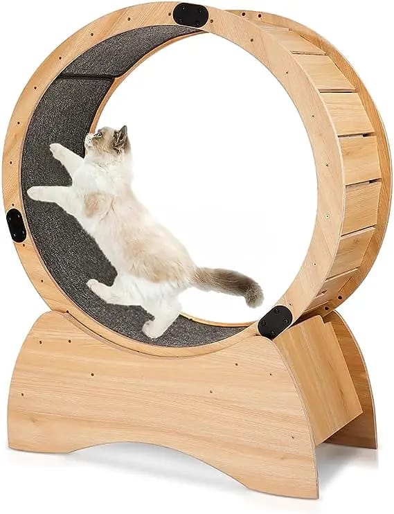 Ultimate Top 5 Cat Exercise Wheel Reviews for Feline Fitness!