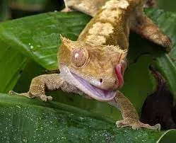 Crested Gecko Lifespan