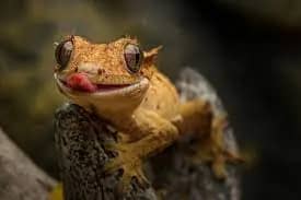 Crested Gecko Tank Setup