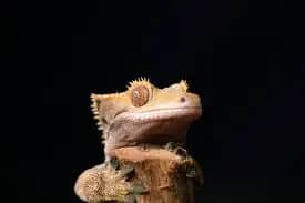 crested gecko