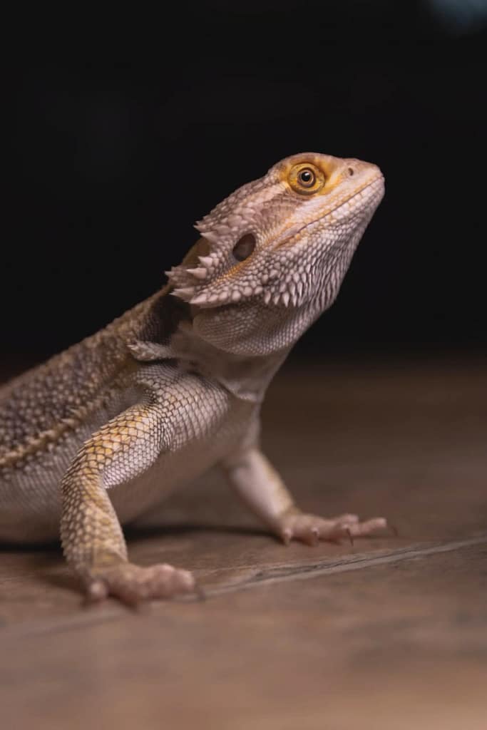 Best Greens for Bearded Dragons to Delight Your Dragon