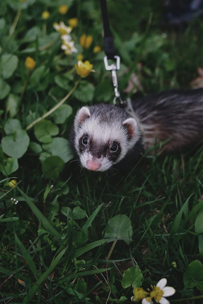 Discover the Enchanting World of the Sable Ferret | 2023