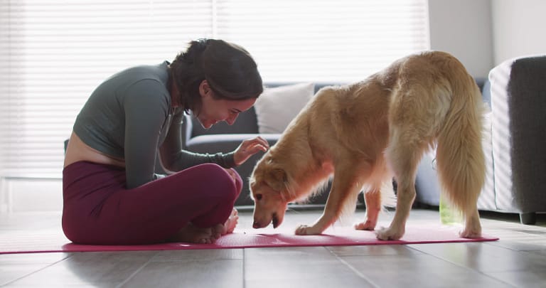 unleash pet training magic