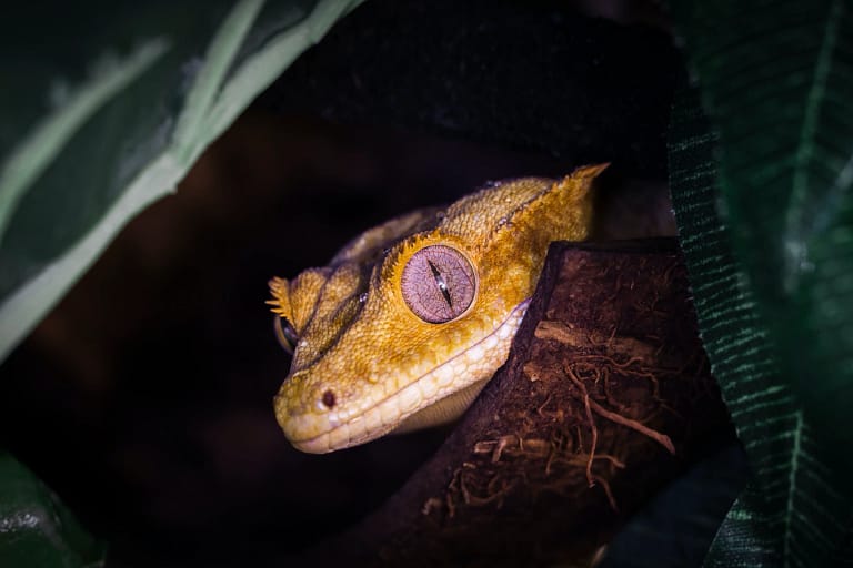 crested gecko