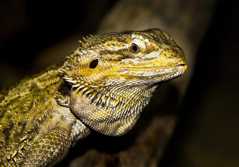 best greens for bearded dragons