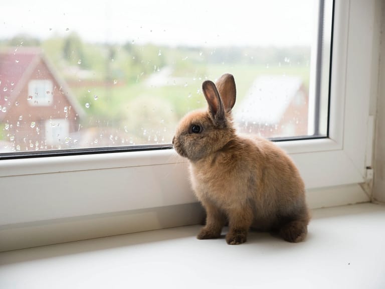 bunny care 101