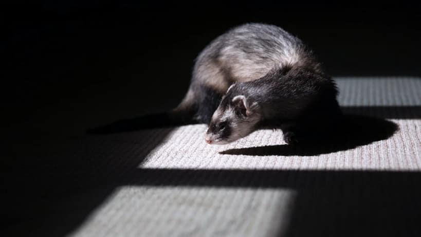Discover the Truth: Are Ferrets Rodents? Find Out Now!