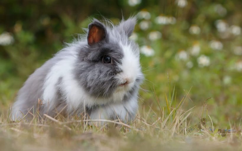 Angora Bunny: Discover their Enchanting World | 2023
