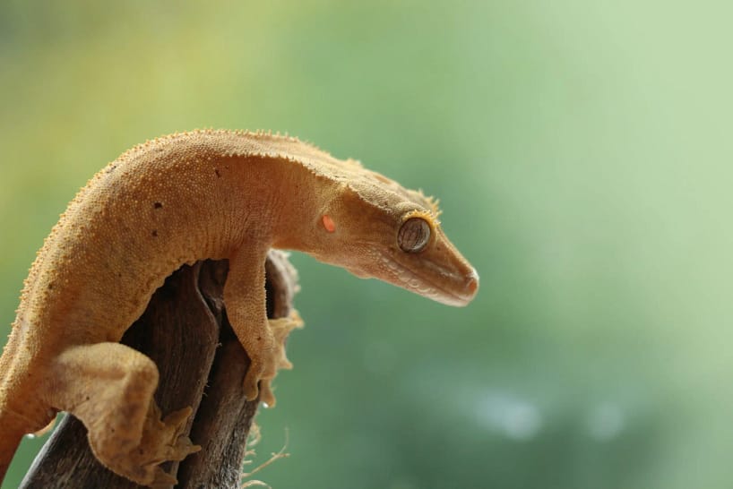 Crested Gecko Morphs Guide 2023: Unleash Their Stunning Beauty