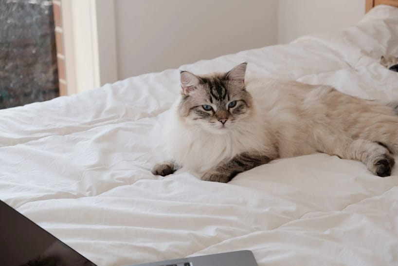 Are Ragdoll Cats Hypoallergenic? Unlock the Answer!