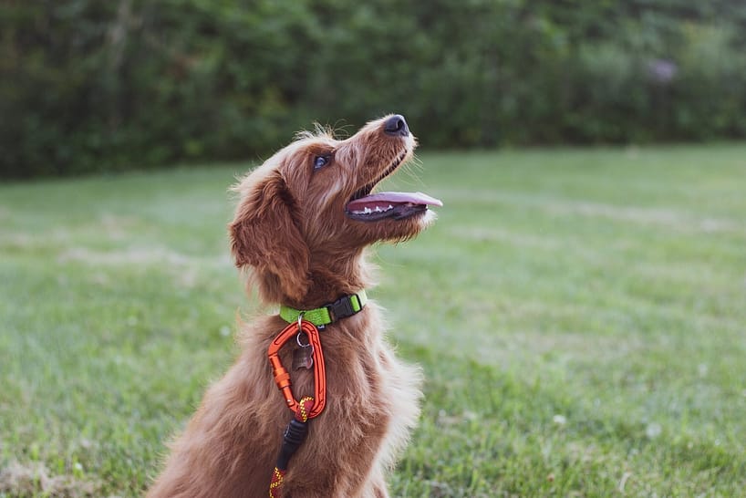Teaching a Dog to Heel: How to Master the Art of Leash Training