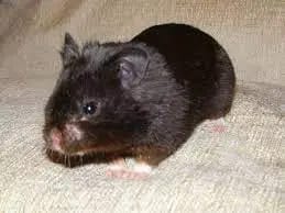 black bear hamster