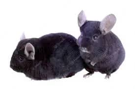 black chinchilla