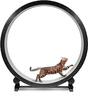 cat hamster wheel