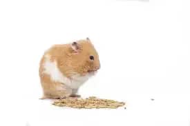fat hamsters