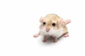 fat tail gerbil