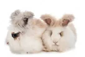 long haired rabbits