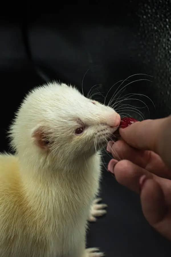 white ferret