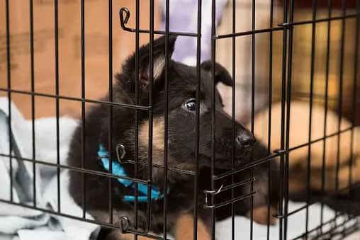 puppy_crate_training_2.webp