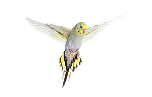 Safe Flight Training for Pet Birds