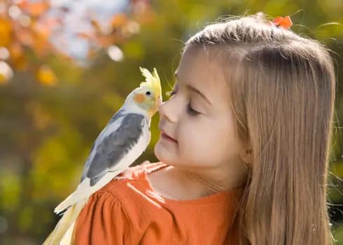teaching tricks to cockatiels