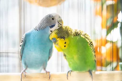 Training your parakeet to talk