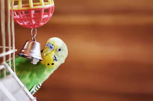 Training your parakeet to talk