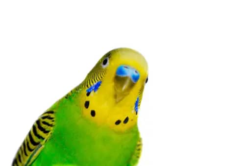 training your parakeet to talk