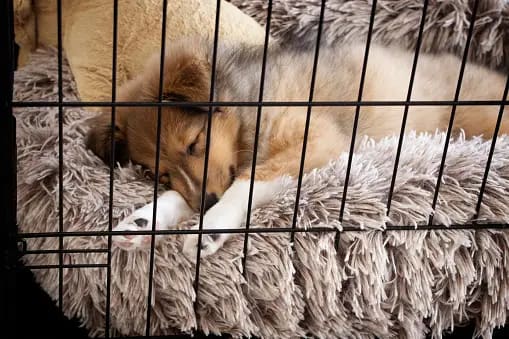 crate training a puppy