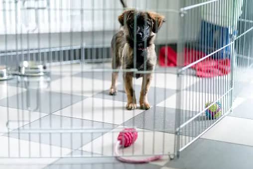 crate training a puppy